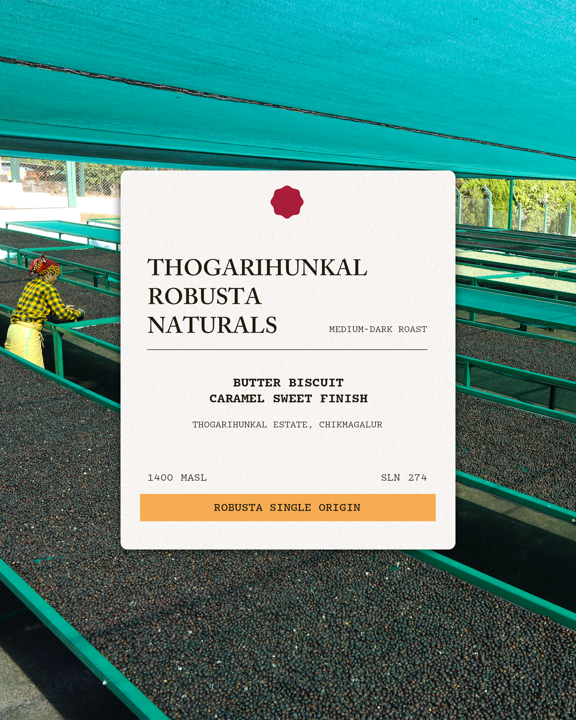 Thogarihunkal Robusta Naturals A Thogarihunkal Robusta Naturals A