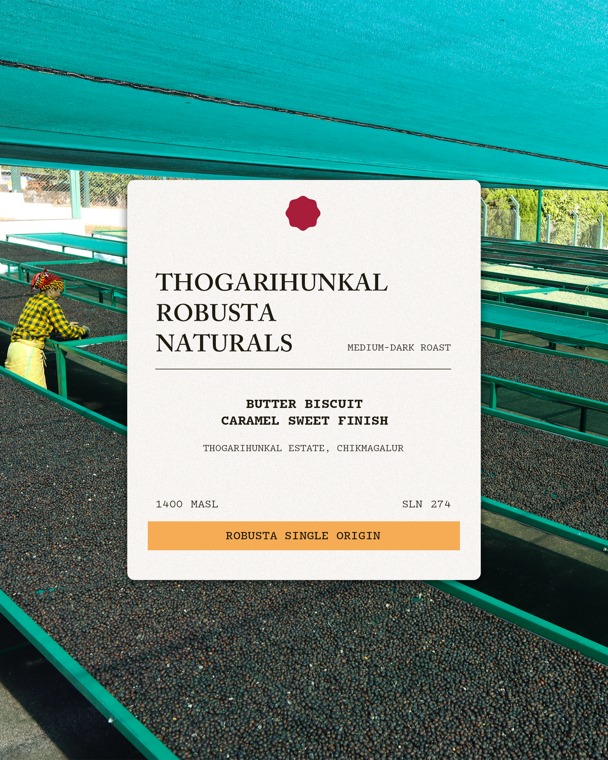 Thogarihunkal Robusta Naturals A