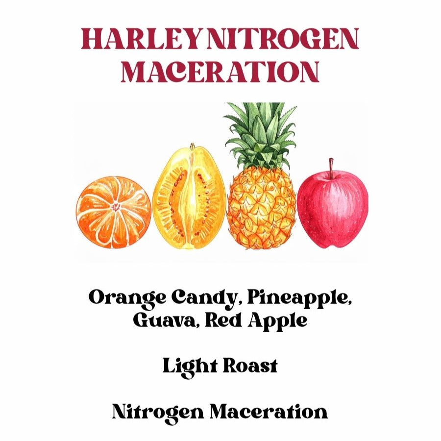 Harley Nitrogen Maceration (SCA 87+) (Nanolot)
