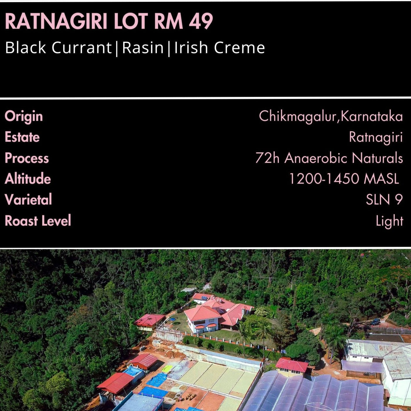 RATNAGIRI LOT RM 49 / LIGHT ROAST