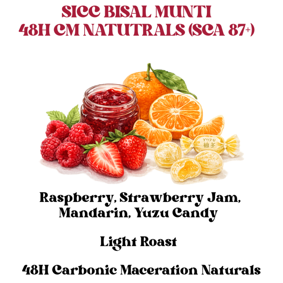 SICC Bisal Munti 48H CM Naturals