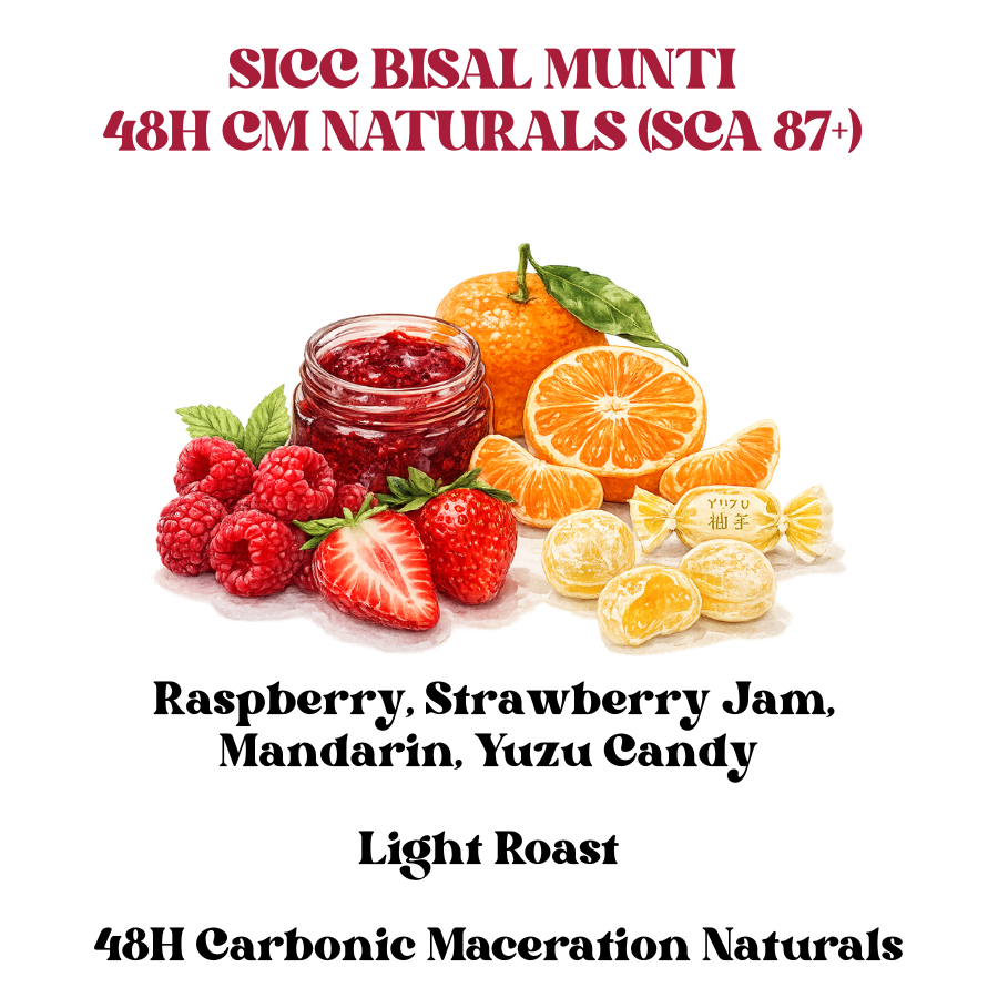 SICC Bisal Munti 48H CM Naturals